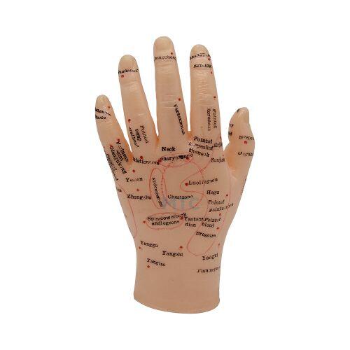 Modelo de Mão Humana Para Acupuntura 13cm