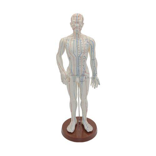 Modelo Masculino Anatômico para Acupuntura - 50cm