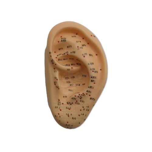 Modelo de Orelha Humana Para Acupuntura - 13cm - WL
